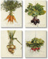 Stupell Industries Kitchen Vegetable Bunches Farm Radish Beets Carrots Onions, Designed by Bonnie Mohr Canvas Wall Art, 16 x 20, White