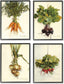 Stupell Industries Kitchen Vegetable Bunches Farm Radish Beets Carrots Onions, Designed by Bonnie Mohr Black Framed Wall Art, 11 x 14, White